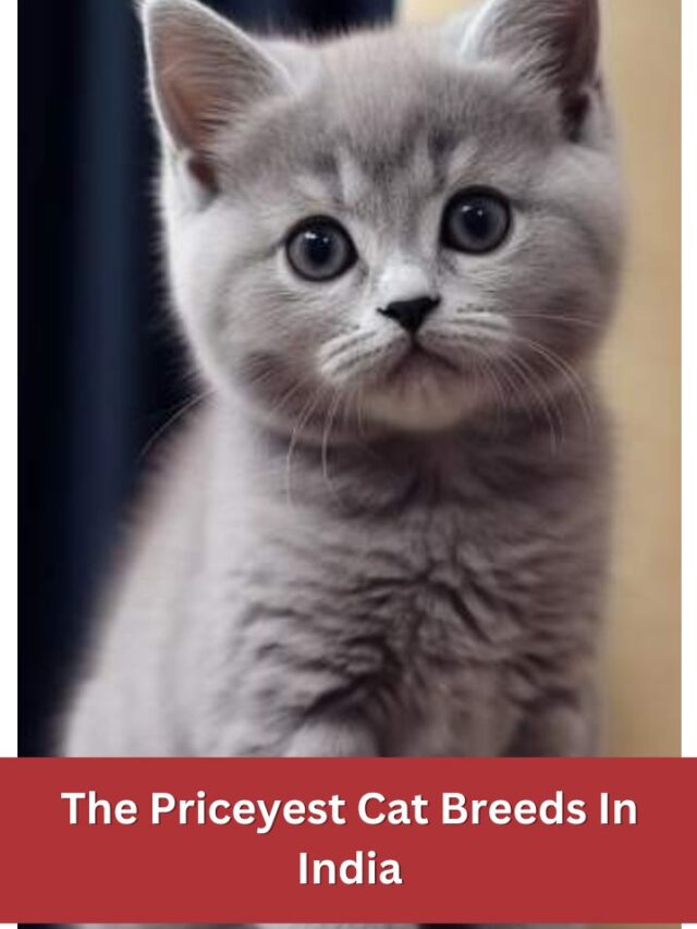 The Priceyest Cat Breeds In India