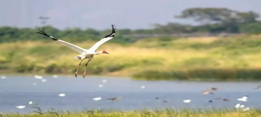 number of storks increased in shekhajheel-akrabad