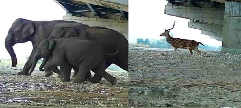 Delhi-Dehradun Expressway : वन्यजीवों के लिए लगाए 160 ट्रैप कैमरा