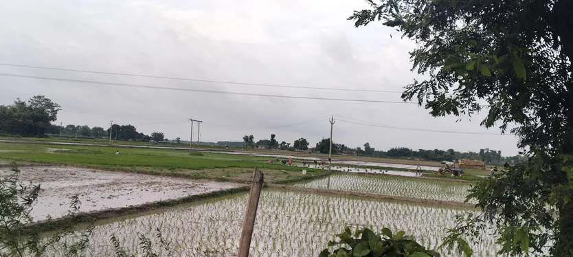 मानसूनी बारिश के साथ शुरू होगी खरीफ फसल की बुवाई