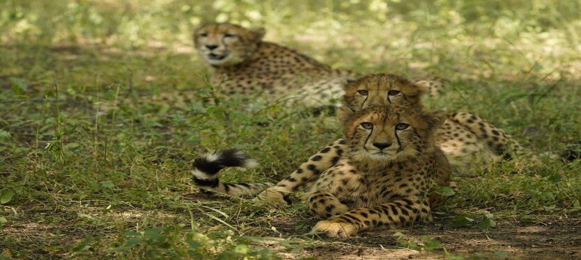 international-cheetah-day
