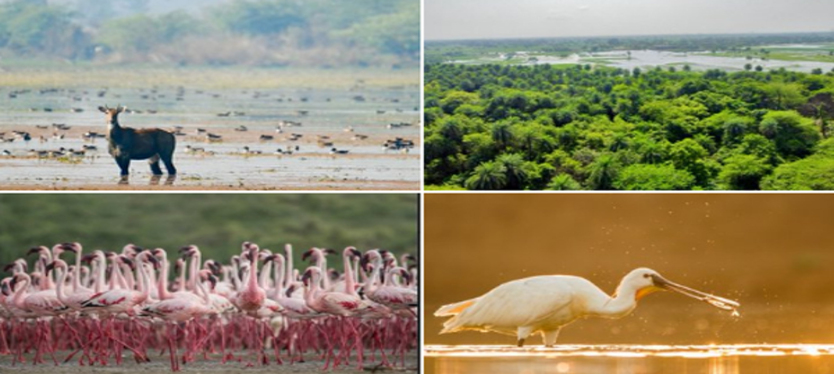 wetlands-ramsar-news