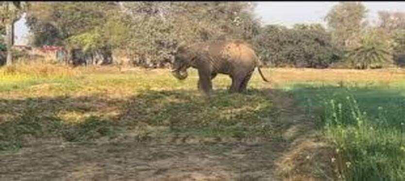Bihar: जंगल से भटककर मैदानी इलाके में घुसा हाथी, दहशत में ग्रामीण