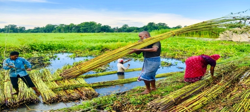 jute-farmers