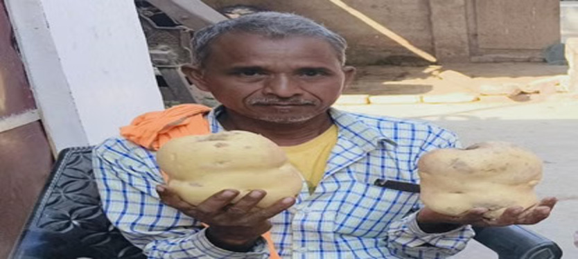 दिनेश कुमार राजपूत ने तीन बीघा खेत में आलू की खेती की थी। खेत की खोदाई के दौरान कई आलू ऐसे निकले जिनका वजन लगभग दो-दो किलो तक पाया गया।