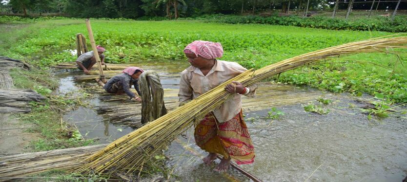 jute-harvesting