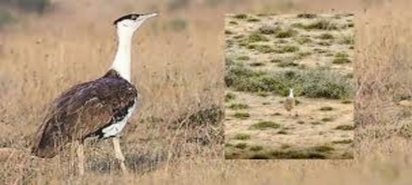 लुप्त होती Great Indian Bustard की नस्ल की इस तरह बचाई जान