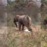 Trampled-badly-by-an- angry-elephant