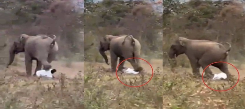 Trampled-badly-by-an- angry-elephant