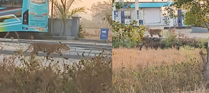 Maharashtra : पेट्रोल पंप पर पंहुचा बाघ, लोगों में फैला खौफ