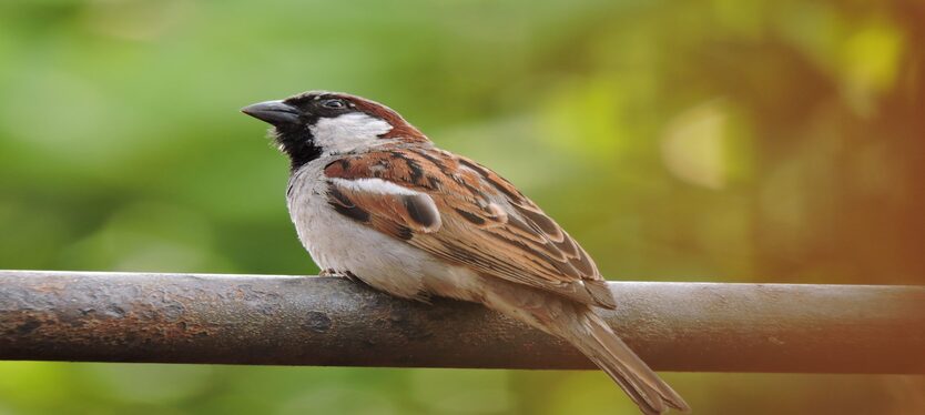 विश्व गौरैया दिवस : चहचहाहट से खामोशी तक गौरैया को बचाने का संदेश