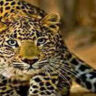 Leopard-attack-