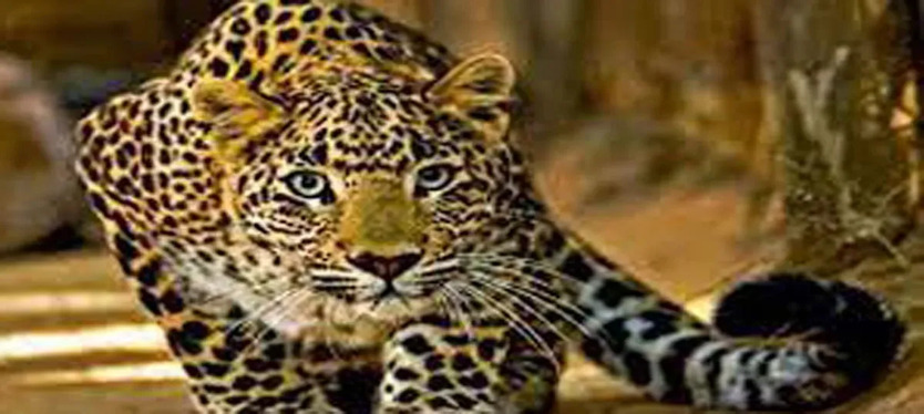 Leopard-attack-