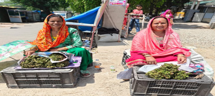 dharmsjhala-news