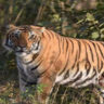 uttrakhand-news