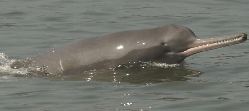 Dolphin