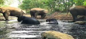 CG: कुल्हाड़ीघाट की झिरिया में हाथियों का पानी में अठखेलियां करते दिखे हाथी