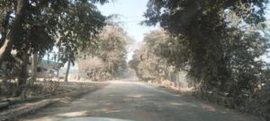 पीलीभीत रोड के दो हजार पेड़ किए जाएंगे शिफ्ट