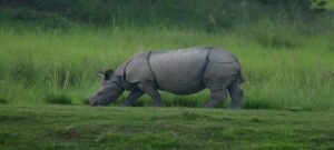 ASSAM : मानस नेशनल पार्क में तीन साल से जीरो पोचिंग