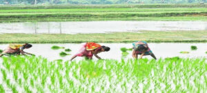 Etawa : थमी धान की रोपाई, निजी संसाधनों के सहारे