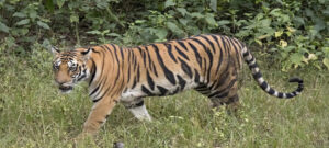 करोड़ों रुपये निगरानी में खर्च, इंद्रावती टाइगर रिजर्व के रिकॉर्ड में नहीं थे 2 बाघ