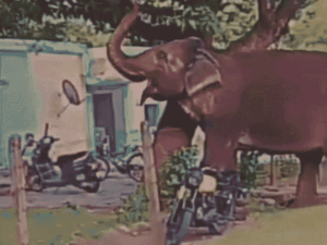 आम के बगीचे में घुसा हाथी, माली ने भागकर बचाई जान
