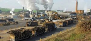 UP : सिस्टम के कोल्हू में पिस रहे गन्ना किसान, चीनी मिलों के बंद होने से बढ़ी मुसीबत