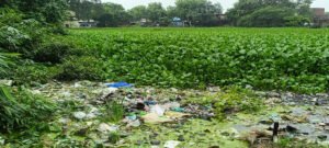10 बीघे का तालाब जलकुंभी से तबाह, दुर्गंध और बीमारियों से घिरी आबादी