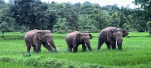 हाथियों के झुंड ने कन्या छात्रावास की बाउंड्री तोड़ी, बची 58 छात्राओं की जान