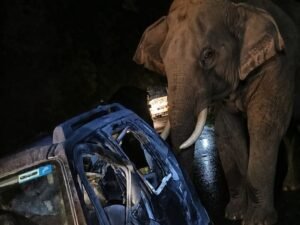 हाथी ने कार को किया क्षतिग्रस्त, वन कर्मियों को करने पड़े हवाई फायर