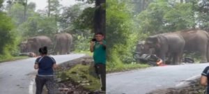 पुलिंडा रोड पर आया हाथियों का झुंड, देखते ही भागे युवा