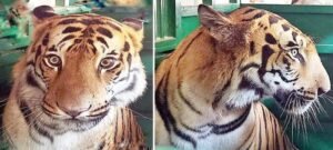 रेणुकाजी में 10 वर्ष बाद फिर गूंजी टाइगर की दहाड़