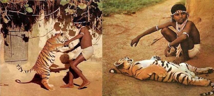 Tiger-boy-chendru