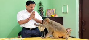 वकील और बंदर की 7 साल से दोस्ती, बंदर रोज चैंबर में आकर ले जाता है रोटी