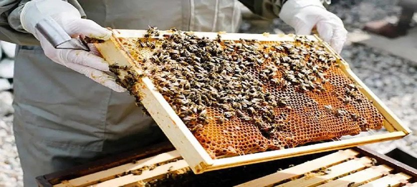 honey_farming -mathura